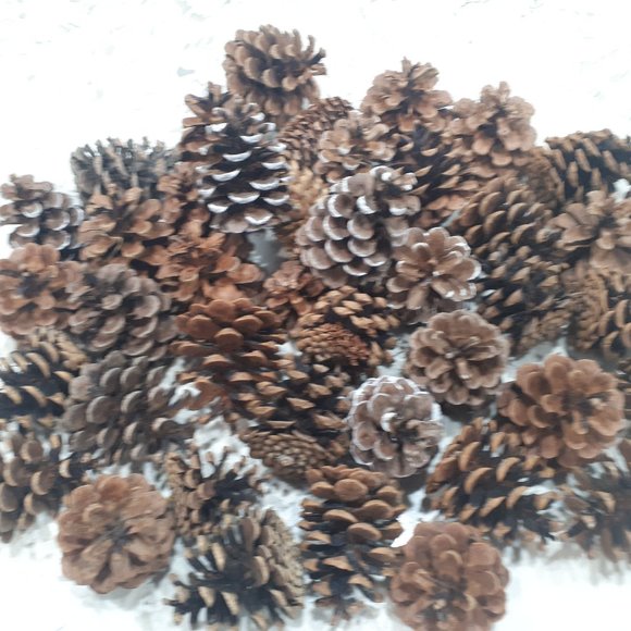 COPY - Pinecones Organic Canadian for Decoration or holiday - Picture 1 of 5
